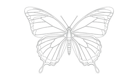 Detailed gray line art of a butterfly with spread wings on a white background © gudangPIXEL