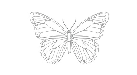 Single line drawing of a butterfly with spread wings and antennae © gudangPIXEL