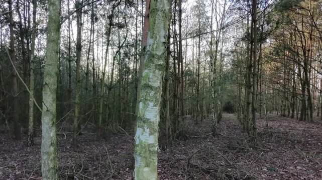 Calm and smooth drone flight through a serene forest between tree trunks, eye-level view.