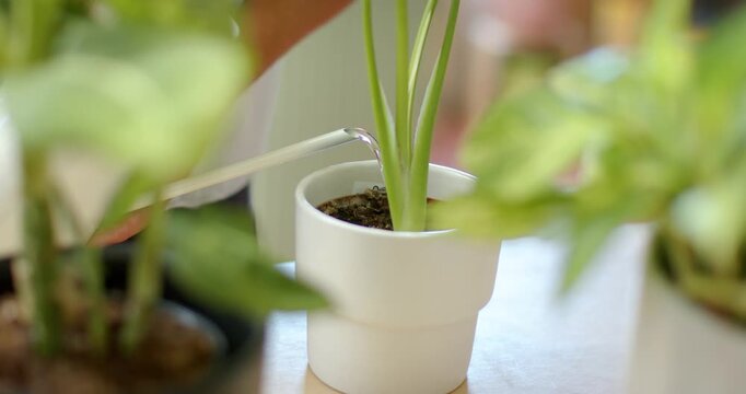 White potted plant getting water from forearm entering with narrow-spout can on table wetting soil