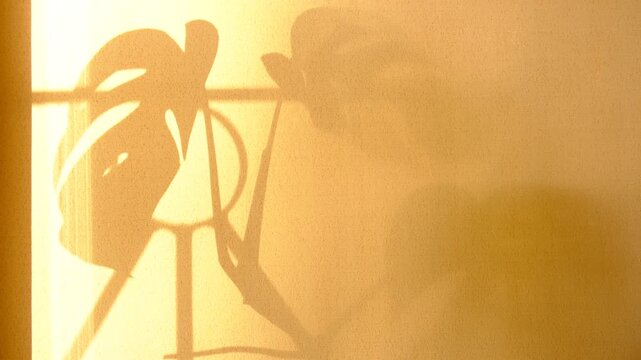 Afterglow. Window and sunset sunlight, floral shadow on yellow background. Minimal interior decoration. Multi layered effect. Cozy home. Bungalow
