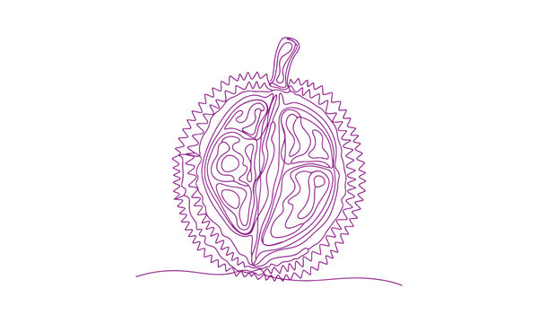 Hand-sketched durian created on a tablet with a continuous line technique and finalized as a vector file.