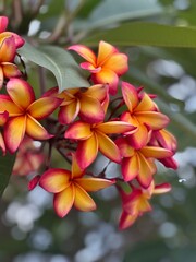 Obraz premium red frangipani flower