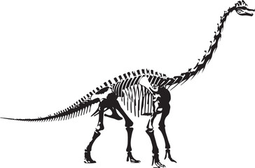 A detailed illustration showcases the complete skeletal structure of a long necked sauropod dinosaur presented in black high quality professional modern elegant stylish clean crisp vibrant © Tasnim Hossain