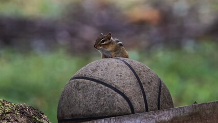 Fototapeta premium chipmunk on basketball