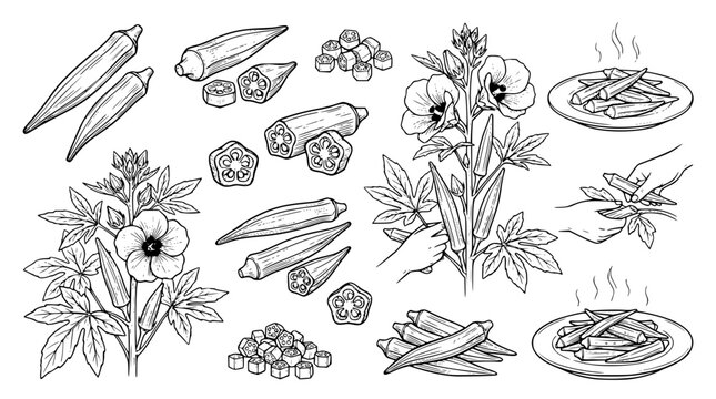 Okra vegetable and plant vector graphic illustration set