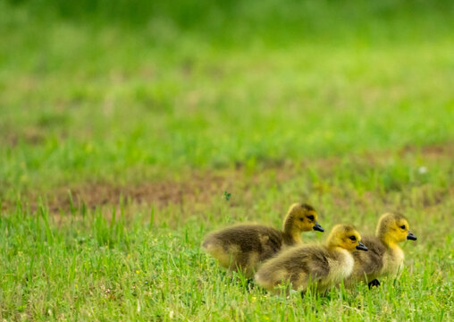 Three Small Canada Goose Goslings In Grass