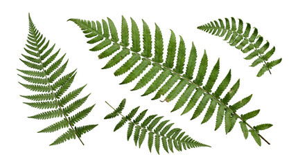 Assortment of fresh green fern fronds, showcasing natural symmetry and detailed venation. © Kayleigh