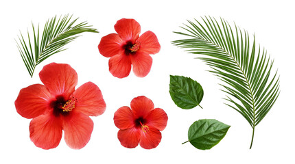 Vibrant red hibiscus flowers and lush tropical foliage, isolated on transparent background, for exotic designs. © Kayleigh