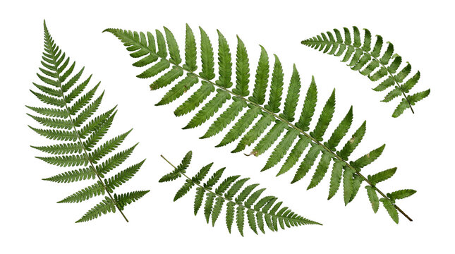 Assortment of fresh green fern fronds, showcasing natural symmetry and detailed venation.