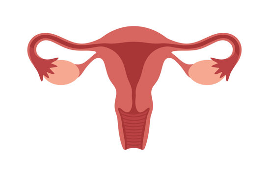 Minimalist Flat Design of a Human Uterus with Fallopian Tubes