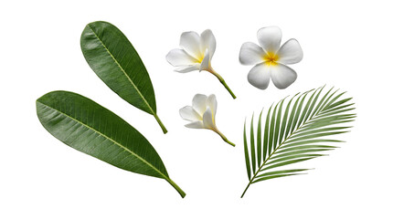 Vibrant white frangipani flowers and lush tropical green leaves, including a palm frond, on a transparent background. © Kayleigh
