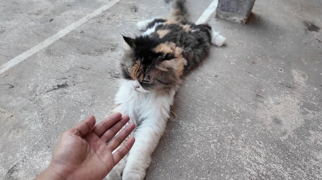 Fluffy Calico Cat Stretching on Concrete Surface Domestic Pet with Unique Orange, Black, and White Fur Patterns