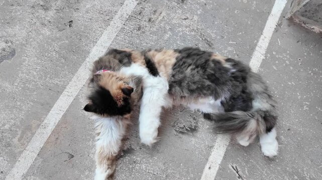 Fluffy calico cat lounging on concrete surface, stretching and showcasing its vibrant mix of orange, black, and white fur, appears relaxed and content in its surroundings.
