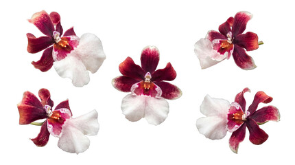 Five elegant red and white orchid blooms photographed from different angles, isolated on a transparent background. © Terri