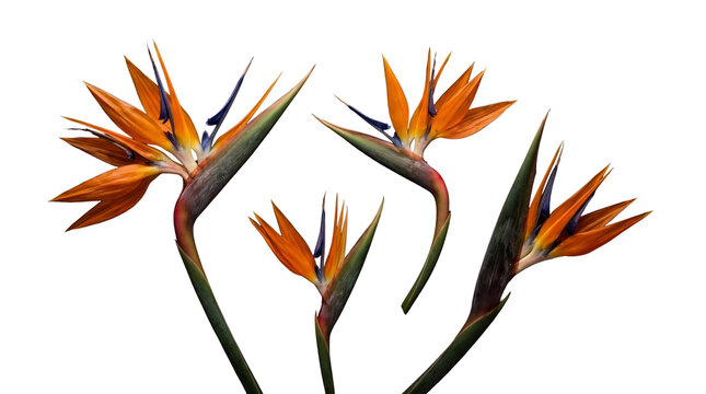 Vibrant Bird of Paradise flowers with striking orange and blue petals, showcasing tropical beauty and unique forms.