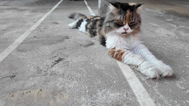 Fluffy calico cat with soft fur lies relaxed on concrete, showcasing mix of colors while stretching its paws along faint lines, embodying calm and independence in its surroundings.