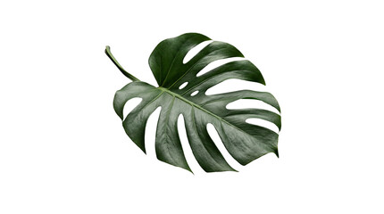 Lush green Monstera deliciosa leaf showcasing iconic natural splits, isolated on a clean transparent background. © Terri