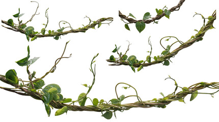 Lush jungle vines with green leaves in a natural, tangled arrangement, showcasing tropical wilderness elements. © Terri