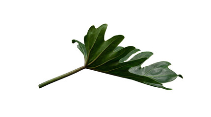 Underside of a deeply lobed green tropical leaf with prominent veins, isolated on transparent background. © Samantha