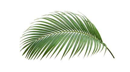 Two green palm fronds gracefully overlap, displaying natural tropical foliage and vibrant texture on a transparent. © Samantha