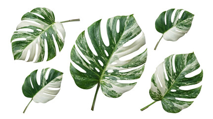 Collection of striking variegated Monstera deliciosa leaves, white and green, on a transparent background. © Robert
