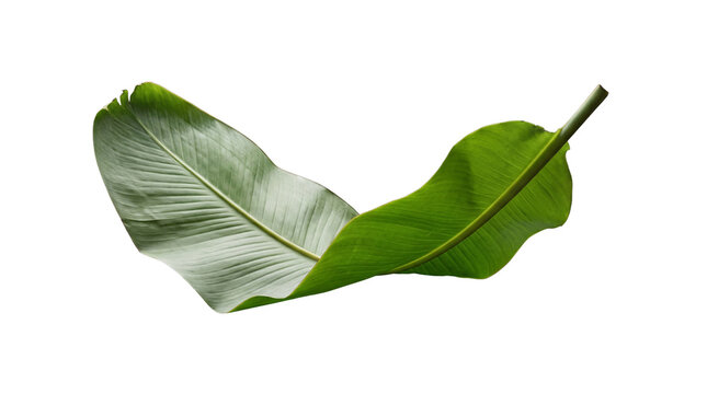 Two vibrant green banana leaves gracefully overlapping, isolated on a transparent background for exotic designs.