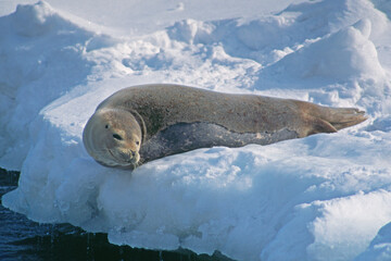 流氷上で休むゴマフアザラシ（北海道・知床）  © 愛 高行