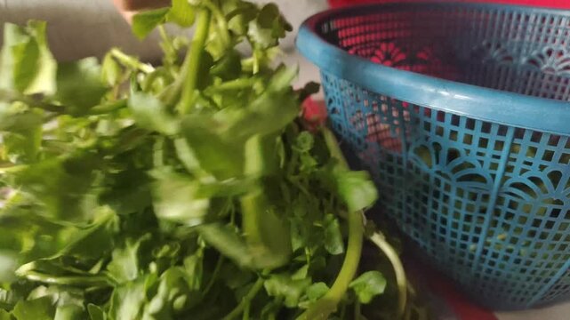 A close-up of a hand sorting watercress or Nasturtium officinale for cooking.