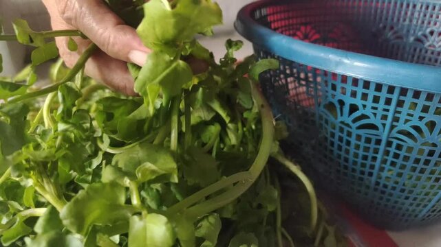 A close-up of a hand sorting watercress or Nasturtium officinale for cooking.