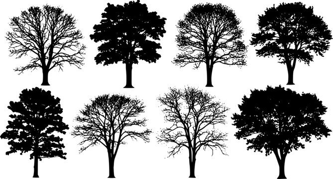various deciduous trees silhouettes on the white background