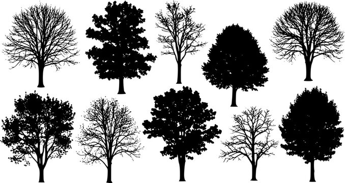 various deciduous trees silhouettes on the white background