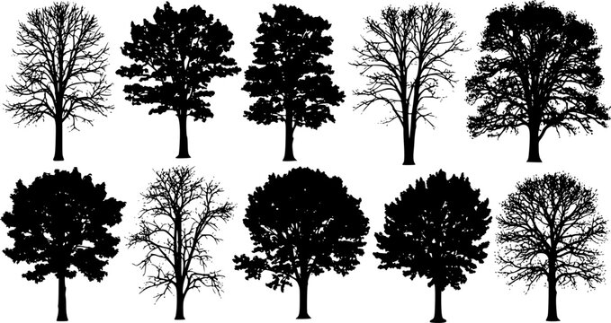 various deciduous trees silhouettes on the white background