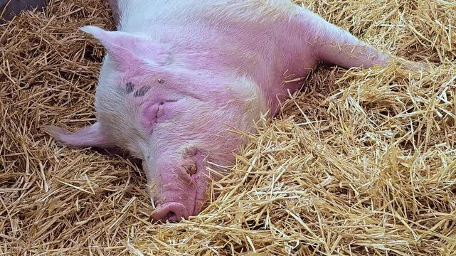 Pig lying and sleeping in straw inside a farm enclosure with relaxed natural behavior in an agricultural environment