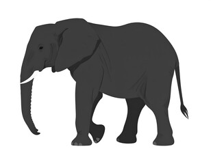 Fototapeta premium Illustration of a walking, grey African elephant with tusks, isolated on white