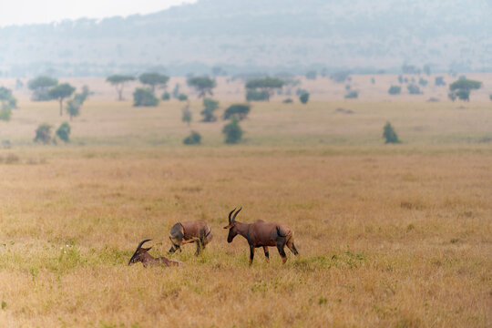 A small group of Topi antelopes (Damaliscus lunatus or Damaliscus korrigum) in a dry, expansive Serengeti savanna