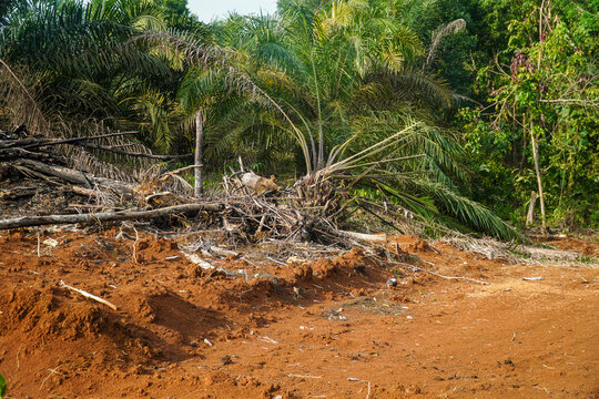 A cleared palm oil plantation site shows exposed red soil with fallen trees and debris amidst dense green foliage suggesting recent deforestation or land conversion in a tropical environment.