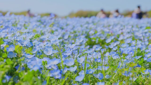 海の中道海浜公園に咲き誇る満開のネモフィラ（青い花畑）