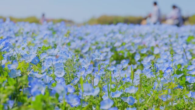 海の中道海浜公園に咲き誇る満開のネモフィラ（青い花畑）