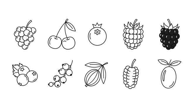 Variety of Fruit Illustrations Closeup.