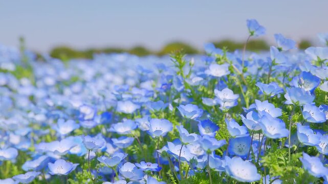 海の中道海浜公園に咲き誇る満開のネモフィラ（青い花畑）