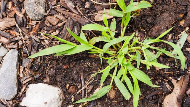Crabgrass Tillering Stage Lawn Weed Digitaria sanguinalis