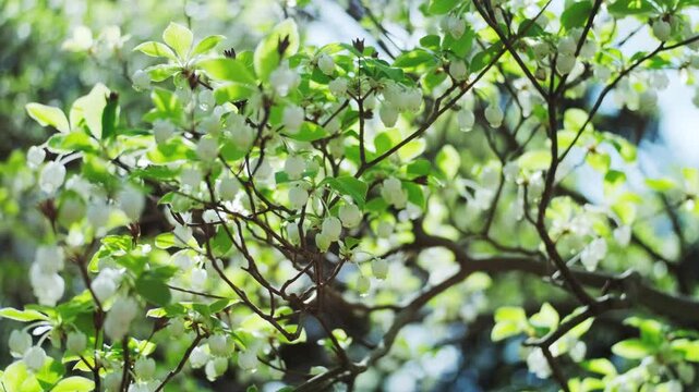 Small White Bell Shaped Flowers Swaying Gently in Spring Breeze