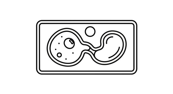 Microscopic view of amoeba dividing by binary fission, illustration
