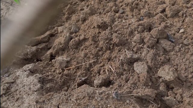 Plowing soil in vegetable garden with hoe close-up slow motion