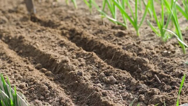 Preparing garden bed for seed planting. Making furrow rows in vegetable garden soil with hoe
