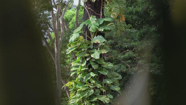 Tropical forest scene with thick green vines on tree trunks