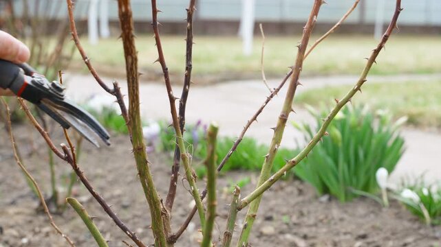 Pruning roses with secateurs after winter. Darkened frozen rose shoots on flower bed