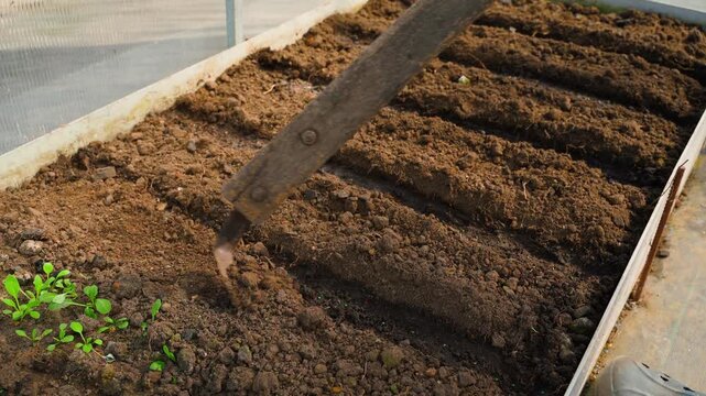 Covering seed rows with soil on greenhouse bed after planting. Gardener working in greenhouse at sunset