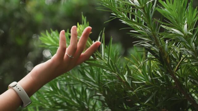 Hand reaching through dense green foliage, gentle caress of leaves, closeup wrist with watch, soft bokeh background, tranquil slowmotion movement suggesting calm and connection with nature.
